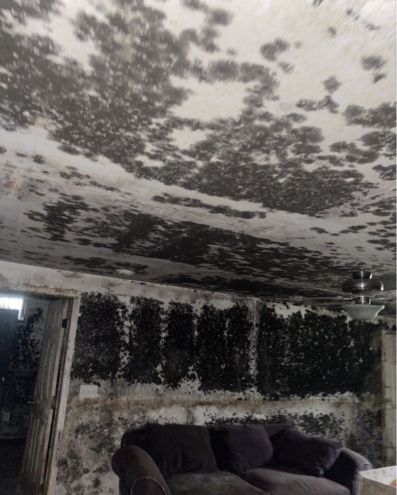 Severe mold across a living room ceiling