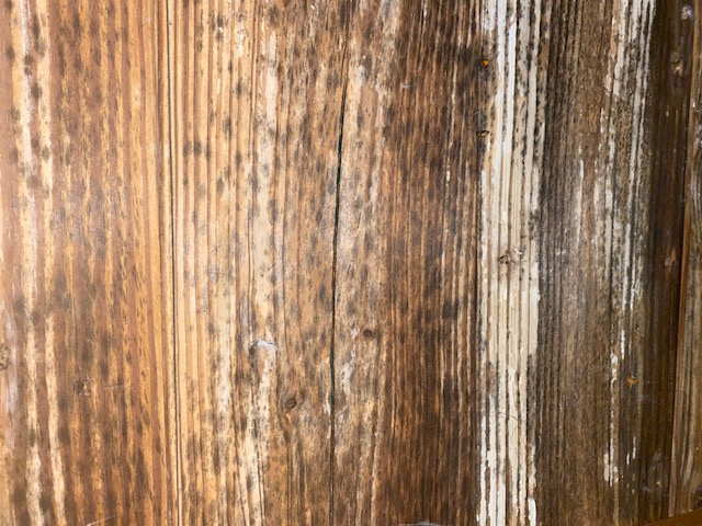 Mold growth on a floor joist