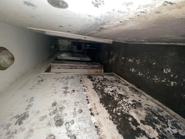 Mold covering hallway walls