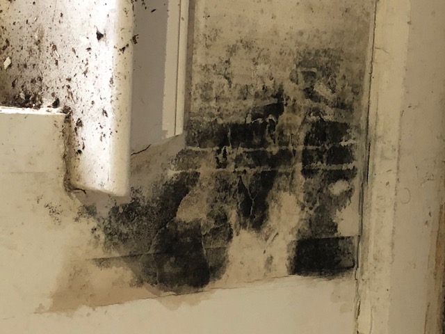 Mold found on a wall behind baseboard trim