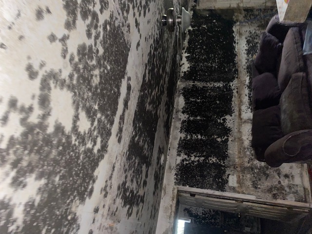 Heavy mold contamination in a living room